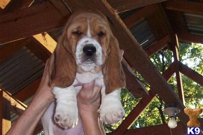 Basset Hound Puppies