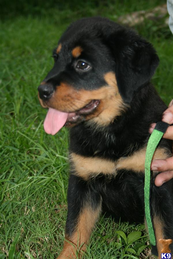 Rottweiler Puppies in FL