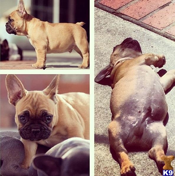 Stud Dogs - French Bulldog