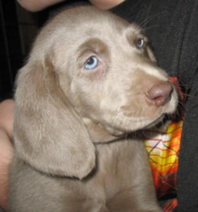 Weimaraner Puppies in FL