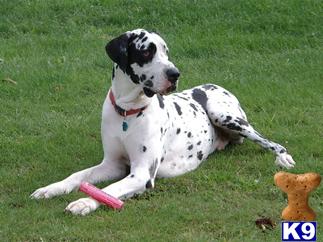 Stud Dogs - Great Dane