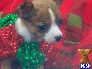 Chihuahua Puppies in TX