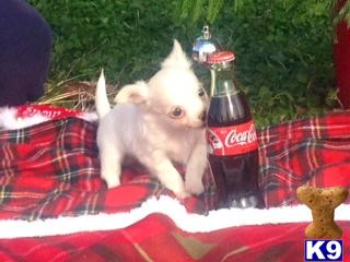 Chihuahua Puppies in TX