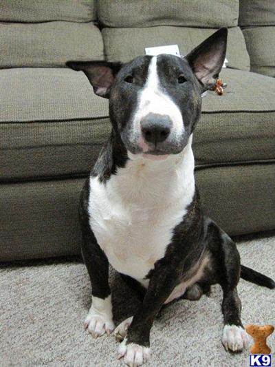Stud Dogs - Bull Terrier