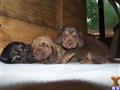 Bloodhound