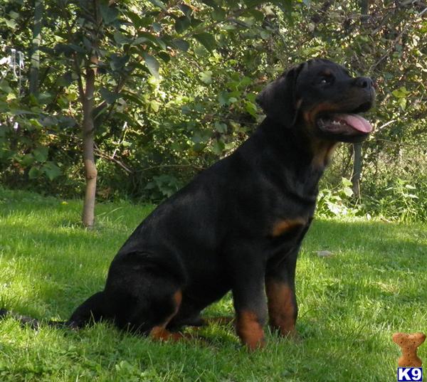 Rottweiler Puppies in FL