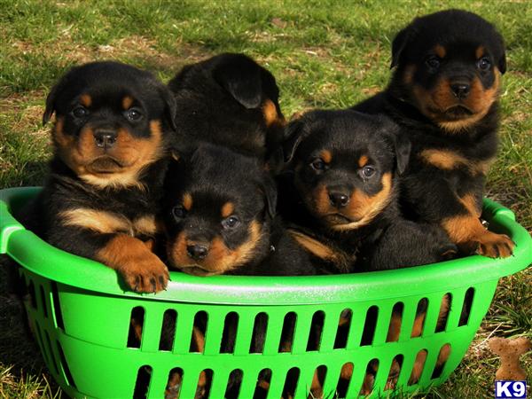 Rottweiler Puppies in FL