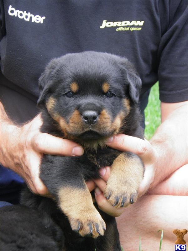 Rottweiler Puppies in FL