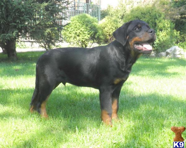 Rottweiler Puppies in FL