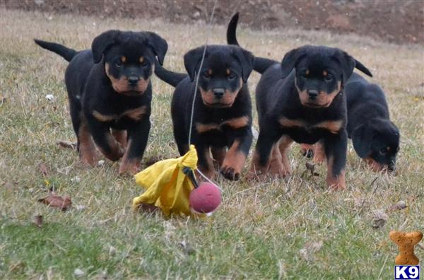 Rottweiler Puppies in FL