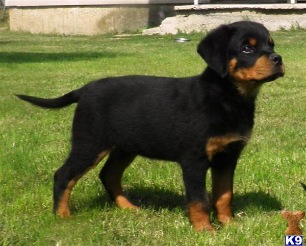 rottweiler puppies in florida document moved rottweiler puppies in florida document moved