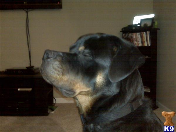 Stud Dogs - Rottweiler