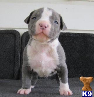 Puppies in Shreveport