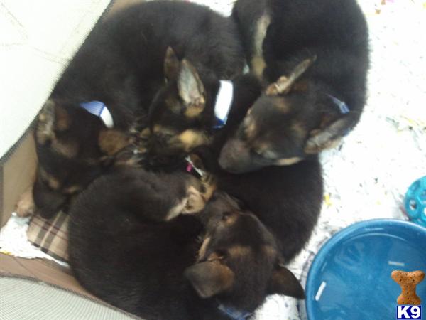 Puppies in Sunrise