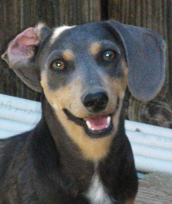 Dogs for Sale in CA