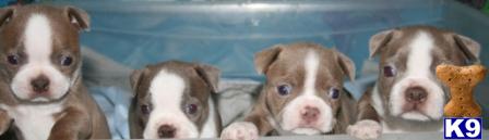 Boston Terrier Puppies in CA