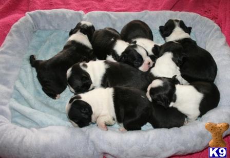 Puppies in Palm springs