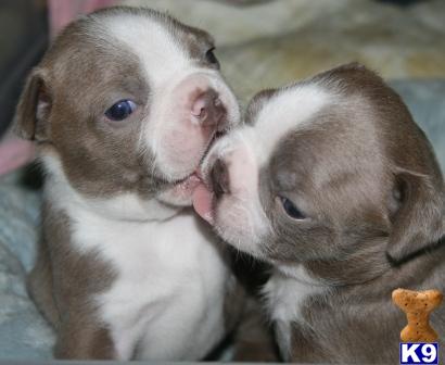 boston terrier puppies california document moved boston terrier puppies california document moved