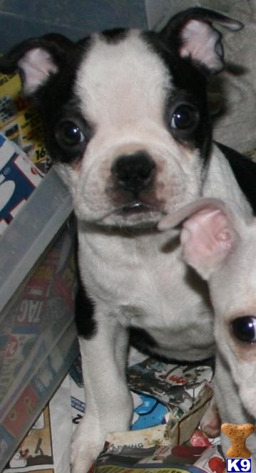 Boston Terrier Puppies in CA