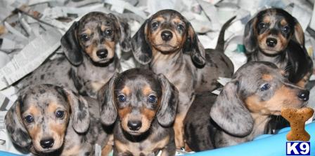 Dachshund Puppies