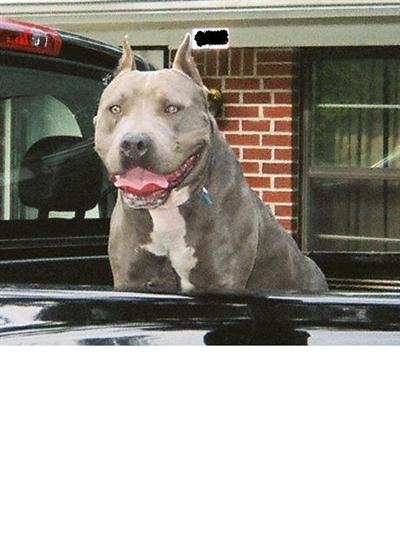 Stud Dogs in LA