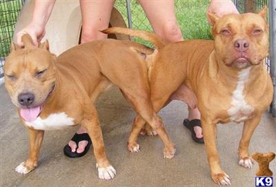 American Pit Bull Puppies in FL