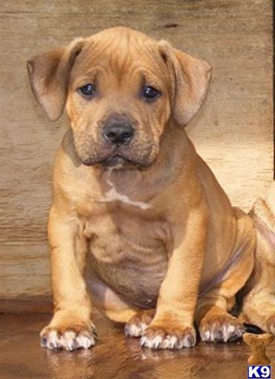 American Pit Bull Puppies in FL