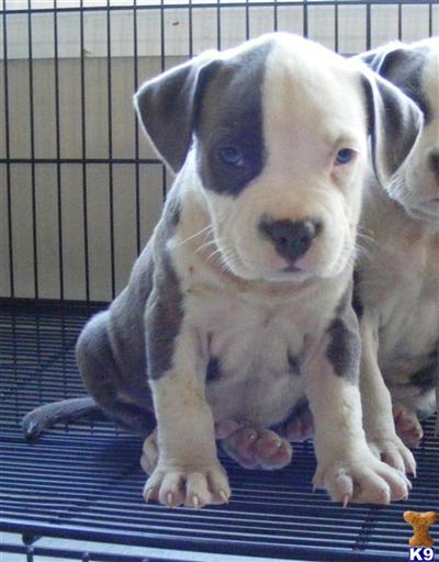 American Pit Bull Puppies in FL