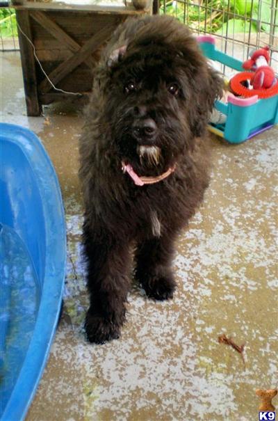 Bouvier des Flandres Puppies for Sale