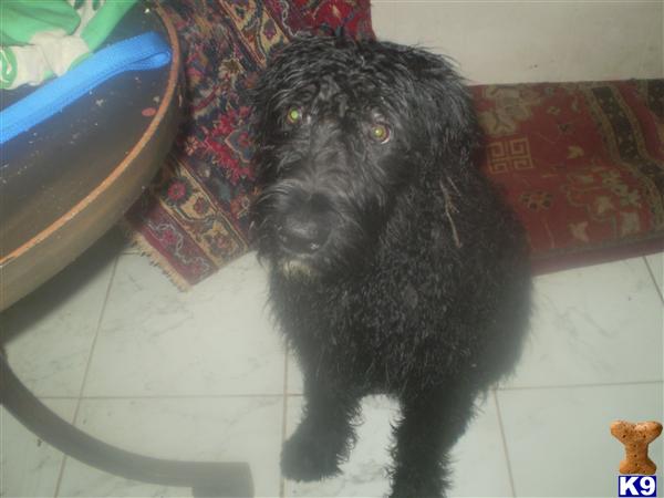 Bouvier des Flandres Puppies