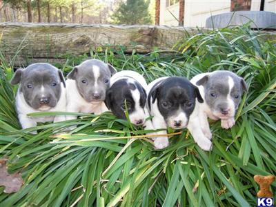 Puppies in NC