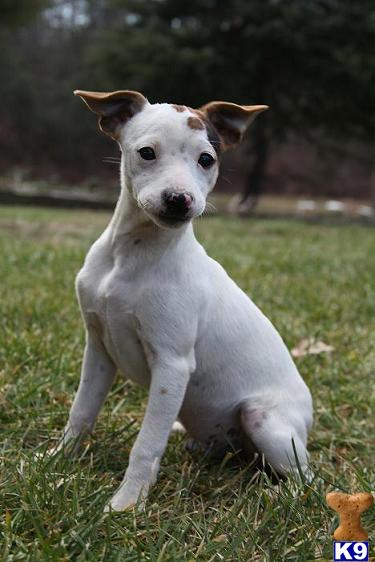 Puppies in Taylorsville