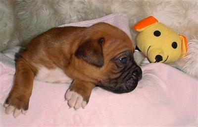 Boxer Puppies in TX