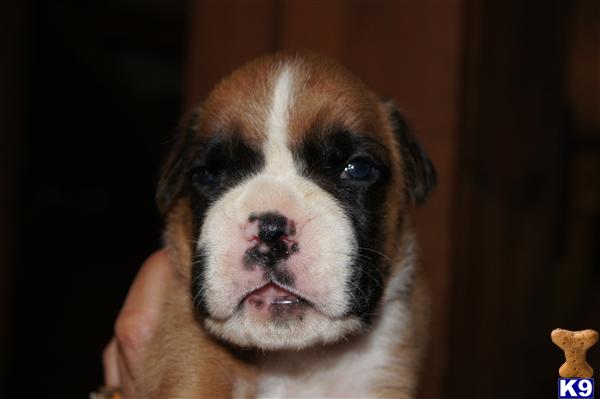 Puppies in WV
