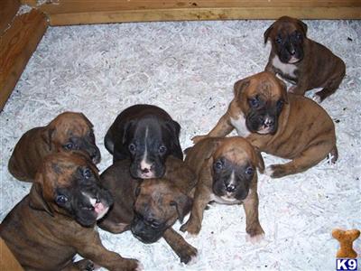 Boxer Puppies in FL