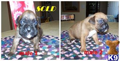 Boxer Puppies in FL