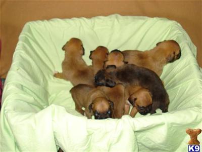 Puppies in WY