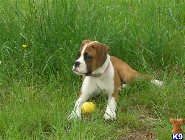 Dogs for Sale in NY