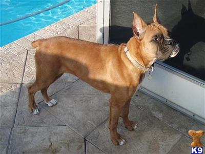 Boxer Puppies in FL