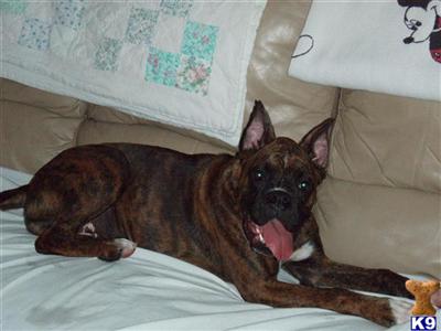 Boxer Puppies in FL
