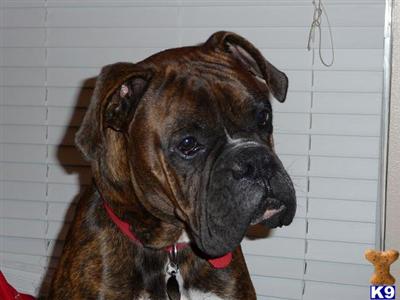 Stud Dogs - Boxer