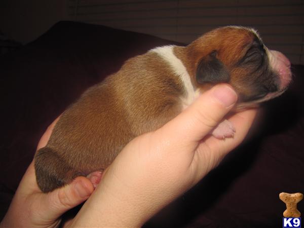 Puppies for Sale