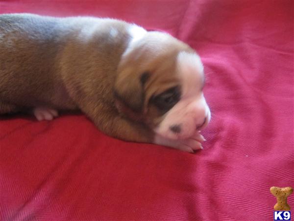 Puppies in CA