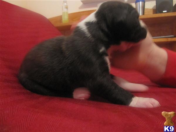 Puppies in CA