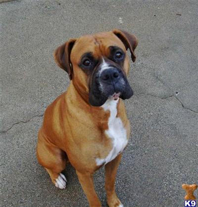 Stud Dogs - Boxer