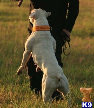 American Bulldog Puppies for Sale