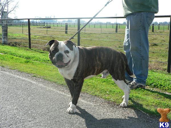 Stud Dogs in CA