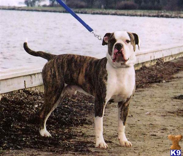 Stud Dogs in CA