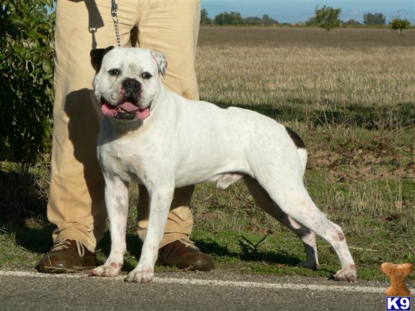 Stud Dogs in CA