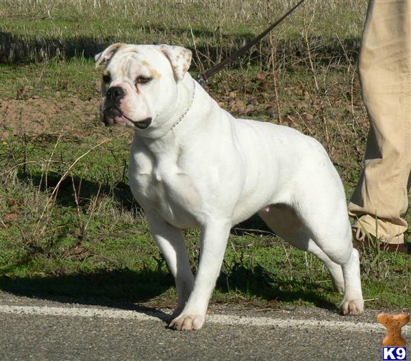 Dogs - American Bulldog